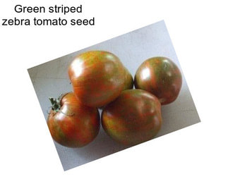 Green striped zebra tomato seed
