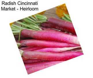 Radish Cincinnati Market - Heirloom