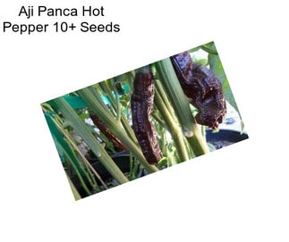 Aji Panca Hot Pepper 10+ Seeds