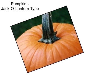 Pumpkin - Jack-O-Lantern Type