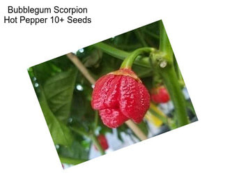 Bubblegum Scorpion Hot Pepper 10+ Seeds