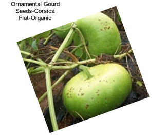 Ornamental Gourd Seeds-Corsica Flat-Organic