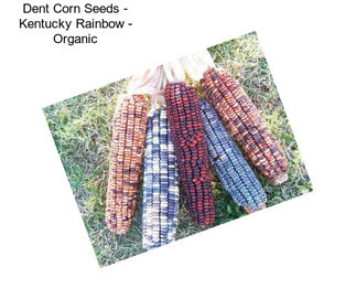 Dent Corn Seeds - Kentucky Rainbow - Organic