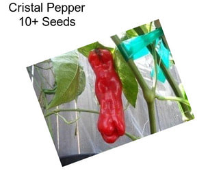 Cristal Pepper 10+ Seeds