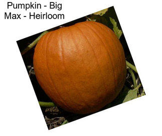 Pumpkin - Big Max - Heirloom