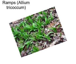 Ramps (Allium tricoccum)