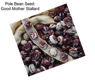 Pole Bean Seed: Good Mother Stallard
