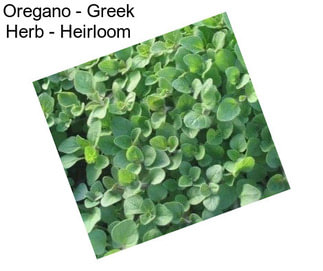 Oregano - Greek Herb - Heirloom