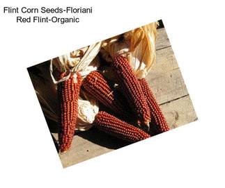 Flint Corn Seeds-Floriani Red Flint-Organic