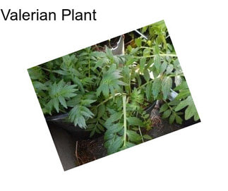 Valerian Plant