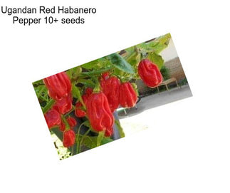 Ugandan Red Habanero Pepper 10+ seeds