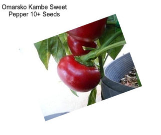 Omarsko Kambe Sweet Pepper 10+ Seeds