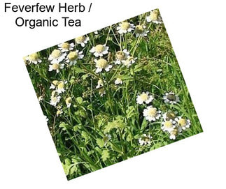 Feverfew Herb / Organic Tea