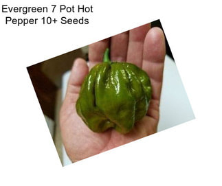 Evergreen 7 Pot Hot Pepper 10+ Seeds