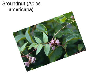 Groundnut (Apios americana)
