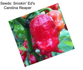 Seeds: Smokin\' Ed\'s Carolina Reaper