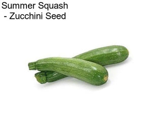 Summer Squash - Zucchini Seed
