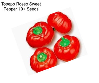 Topepo Rosso Sweet Pepper 10+ Seeds