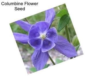 Columbine Flower Seed