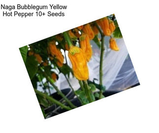 Naga Bubblegum Yellow Hot Pepper 10+ Seeds