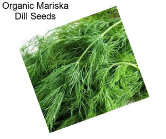 Organic Mariska Dill Seeds