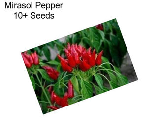 Mirasol Pepper 10+ Seeds