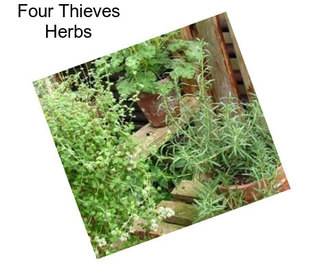 Four Thieves Herbs