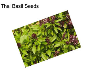 Thai Basil Seeds