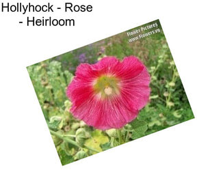 Hollyhock - Rose - Heirloom