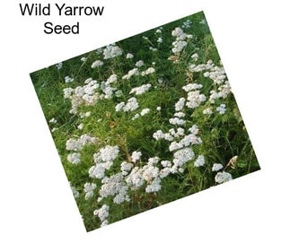 Wild Yarrow Seed