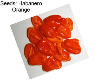 Seeds: Habanero Orange