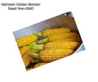 Heirloom Golden Bantam Seed! Non-GMO