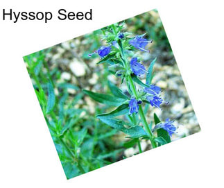 Hyssop Seed