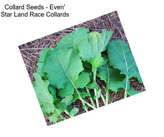 Collard Seeds - Even\' Star Land Race Collards