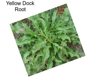 Yellow Dock Root