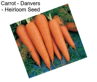 Carrot - Danvers - Heirloom Seed