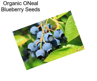 Organic ONeal Blueberry Seeds