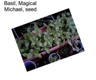 Basil, Magical Michael, seed