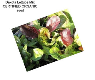 Dakota Lettuce Mix CERTIFIED ORGANIC seed