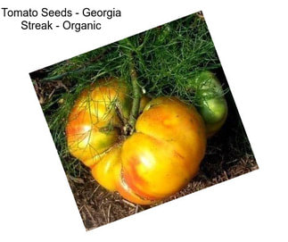 Tomato Seeds - Georgia Streak - Organic