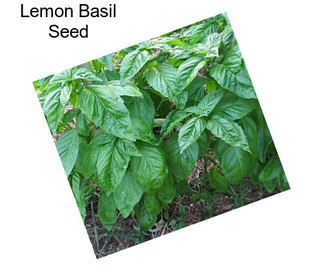 Lemon Basil Seed