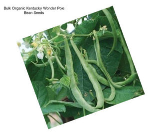 Bulk Organic Kentucky Wonder Pole Bean Seeds