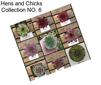 Hens and Chicks Collection NO. 6