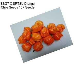 BBG7 X SRTSL Orange Chile Seeds 10+ Seeds