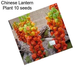 Chinese Lantern Plant 10 seeds