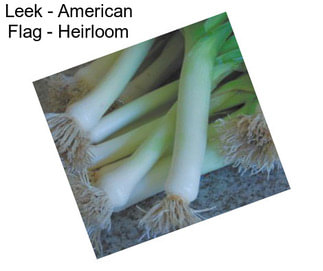 Leek - American Flag - Heirloom