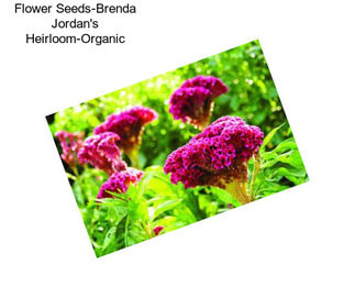 Flower Seeds-Brenda Jordan\'s Heirloom-Organic