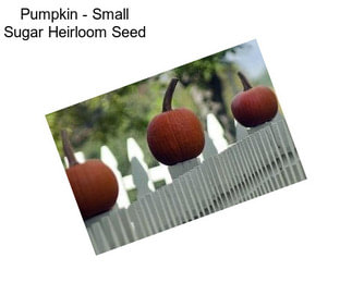 Pumpkin - Small Sugar Heirloom Seed