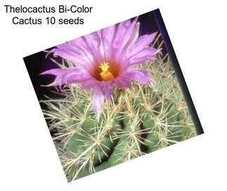 Thelocactus Bi-Color Cactus 10 seeds