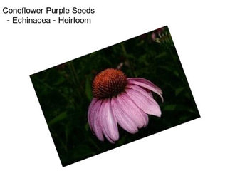 Coneflower Purple Seeds - Echinacea - Heirloom